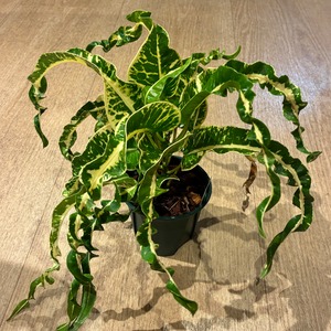 Croton Ai ya ra クロトン アイ・ヤーラ