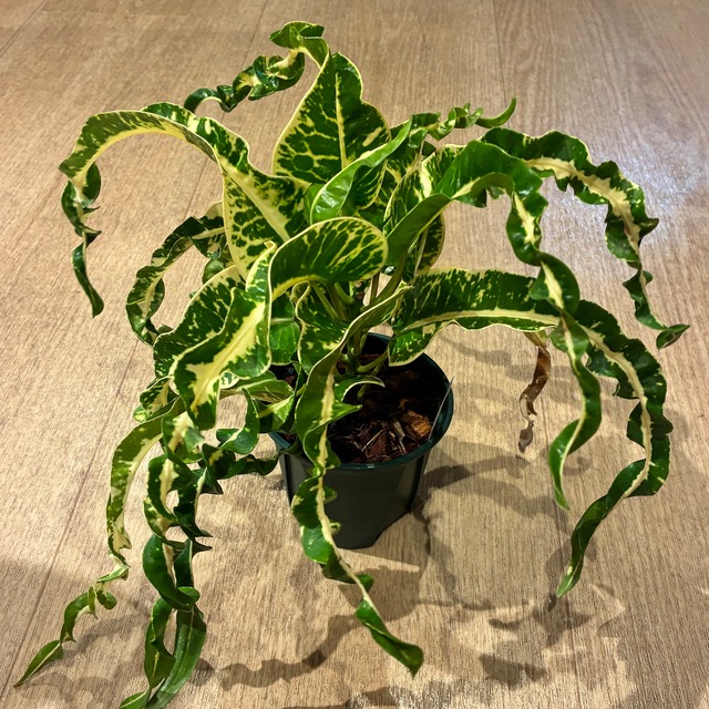 Croton Ai ya ra クロトン アイ・ヤーラ