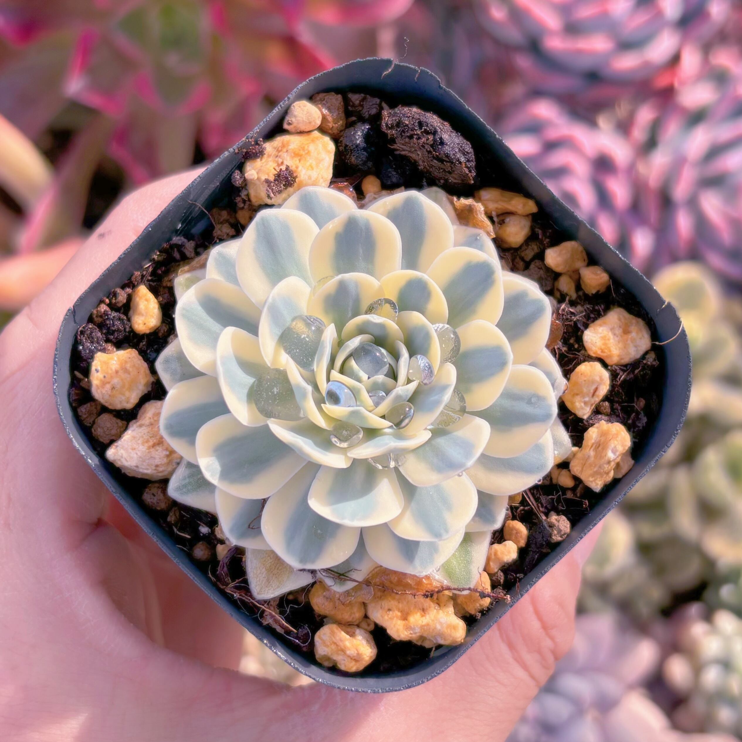 現品　富士錦#543　るる農園