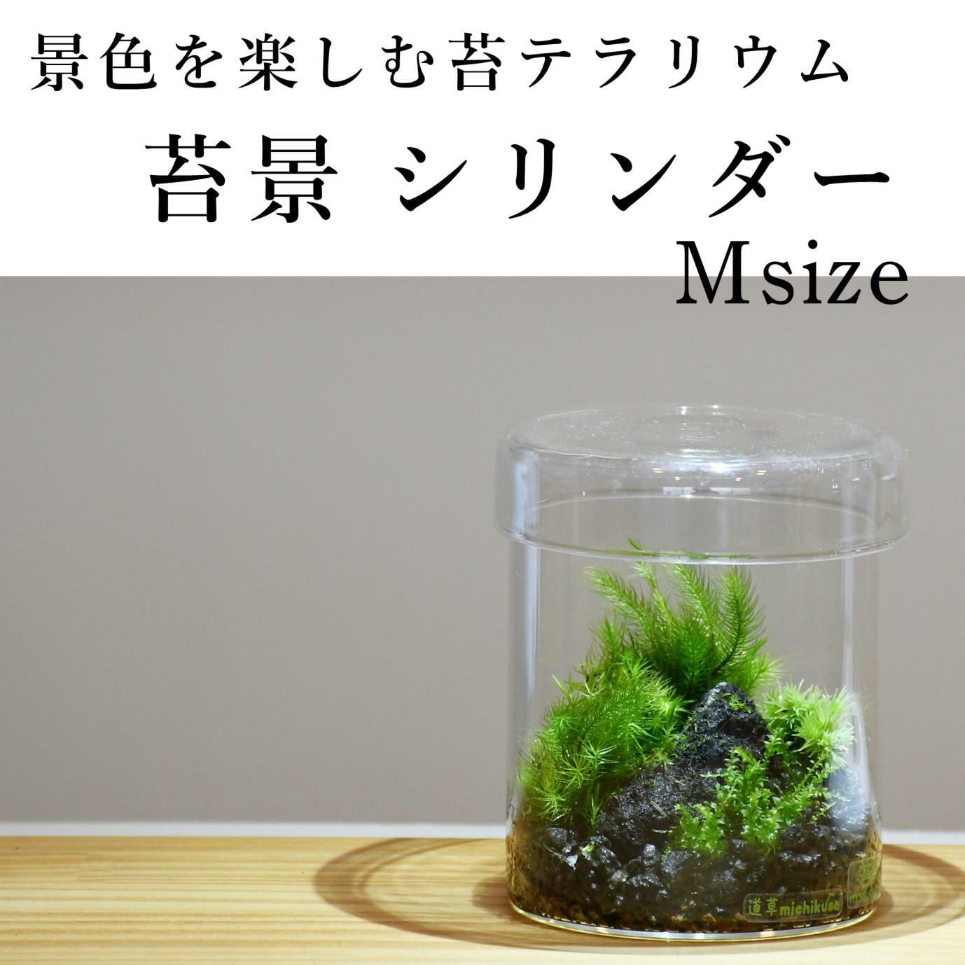 景色を楽しむ苔テラリウム 苔景シリンダー Msize 苔テラリウム専門ショップ道草