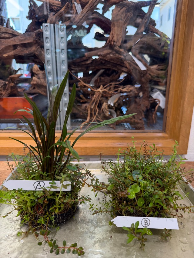 【ADA】7月29日入荷分ADA侘び草クリプトコリネMIX（写真の現物配送です！あかだまちゃん激推し水草の寄せ植えです。水中でも半水中でも楽しめます）