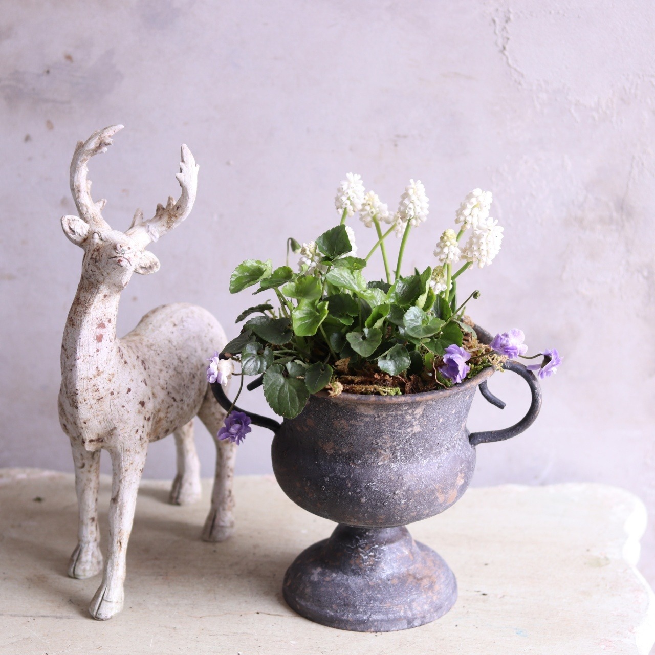 mondimanche 寄せ植え　ムスカリとすみれのシャビーカップ｜届いてすぐ玄関に飾れる 　プレゼントにもオススメ　