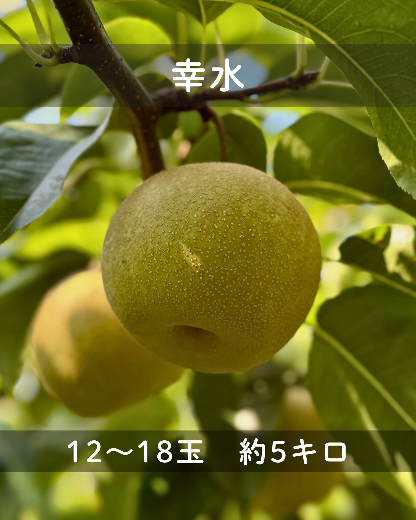 b99233d3a5054d96c63eabd772dab0