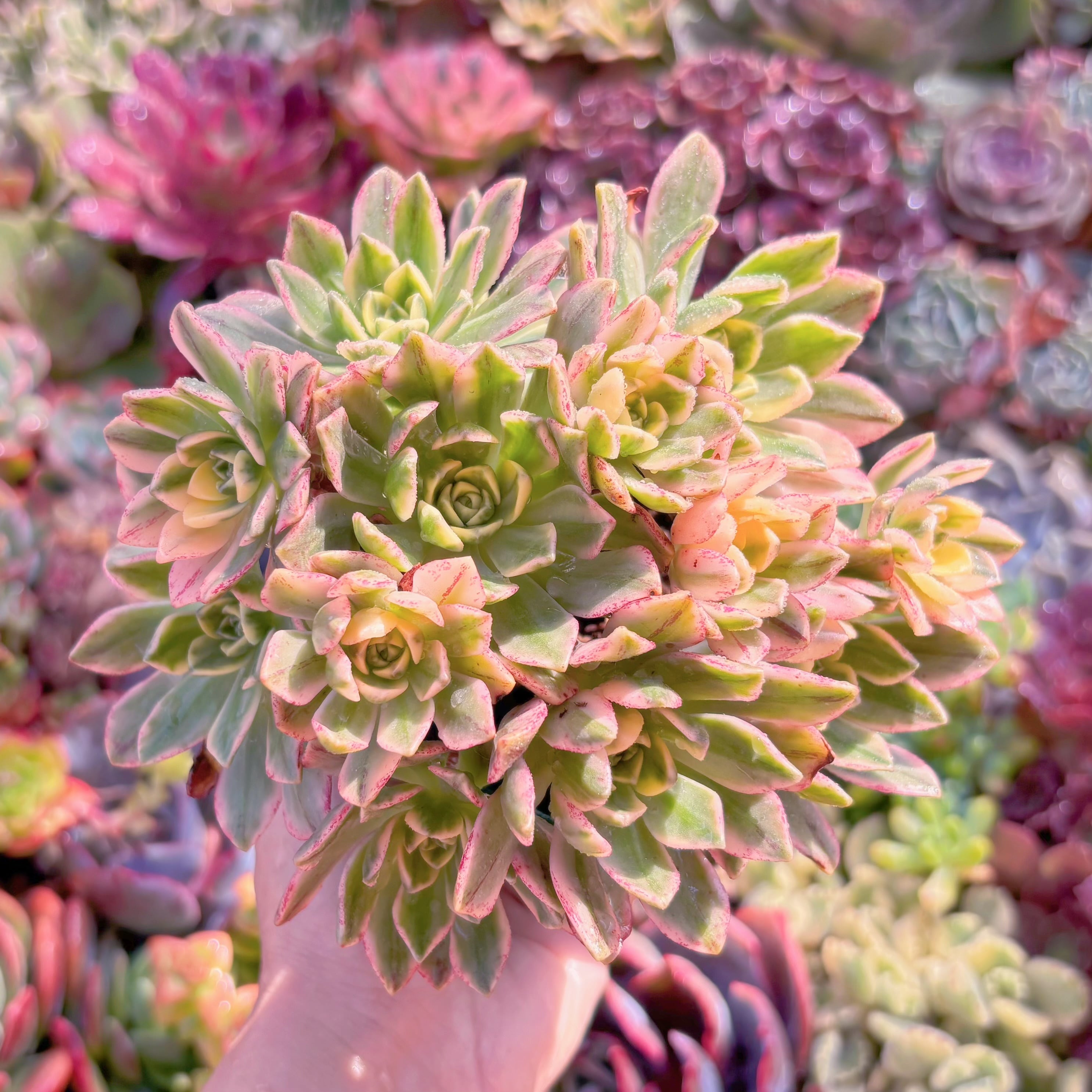 現品　sweet tea#794　群生　新入荷　るる農園