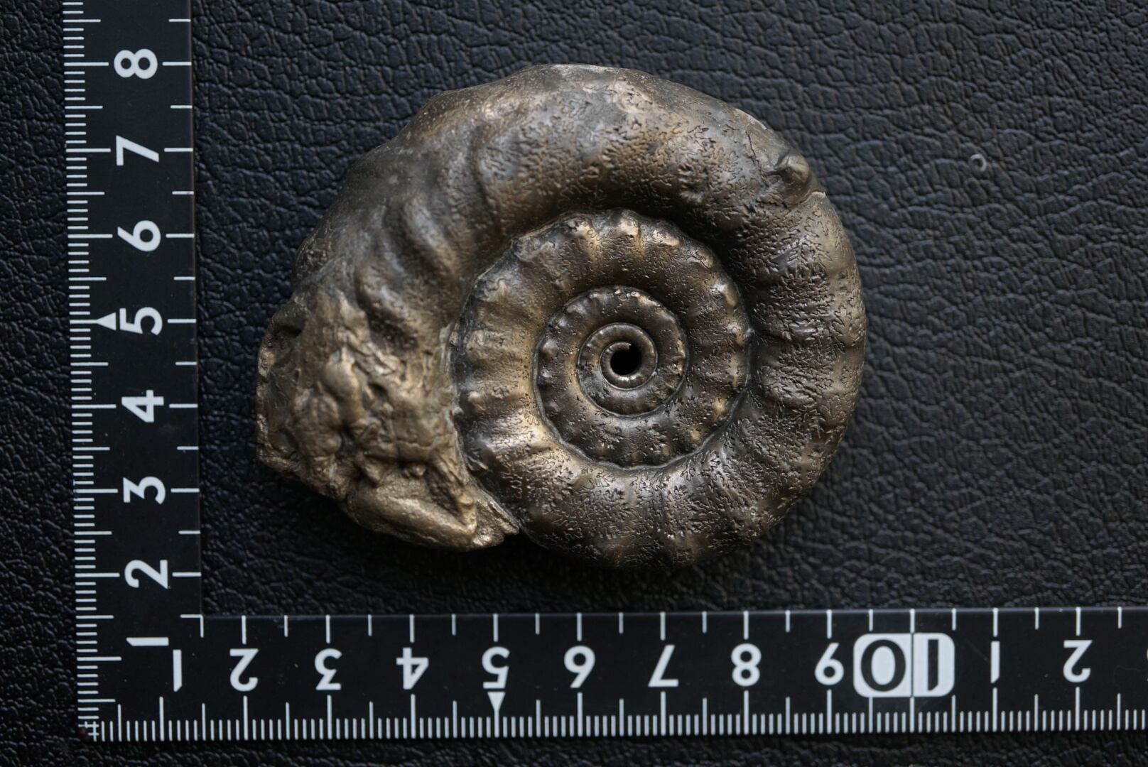 イギリス産黄鉄鉱化アンモナイト Pyritized Ammonite 1899 | 叙景 jokei
