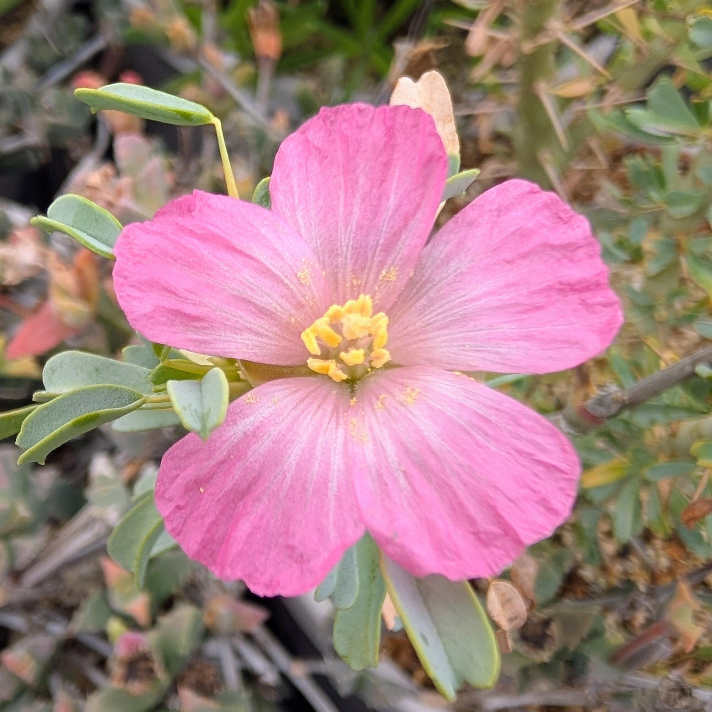 種子/5粒】Sarcocaulon patersonii (JAA 2754)/サルコカウロン