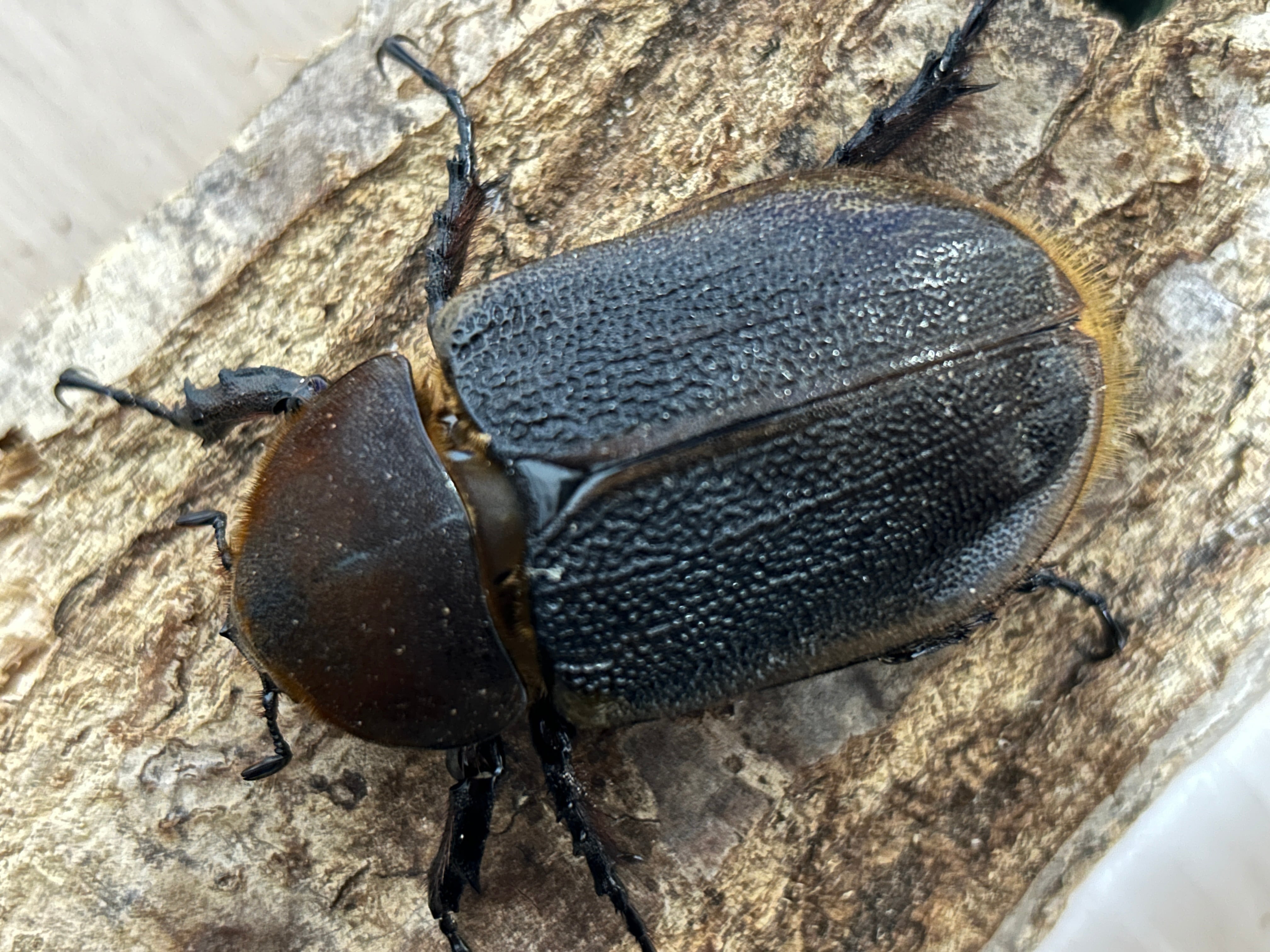 アートオブヘラクレス