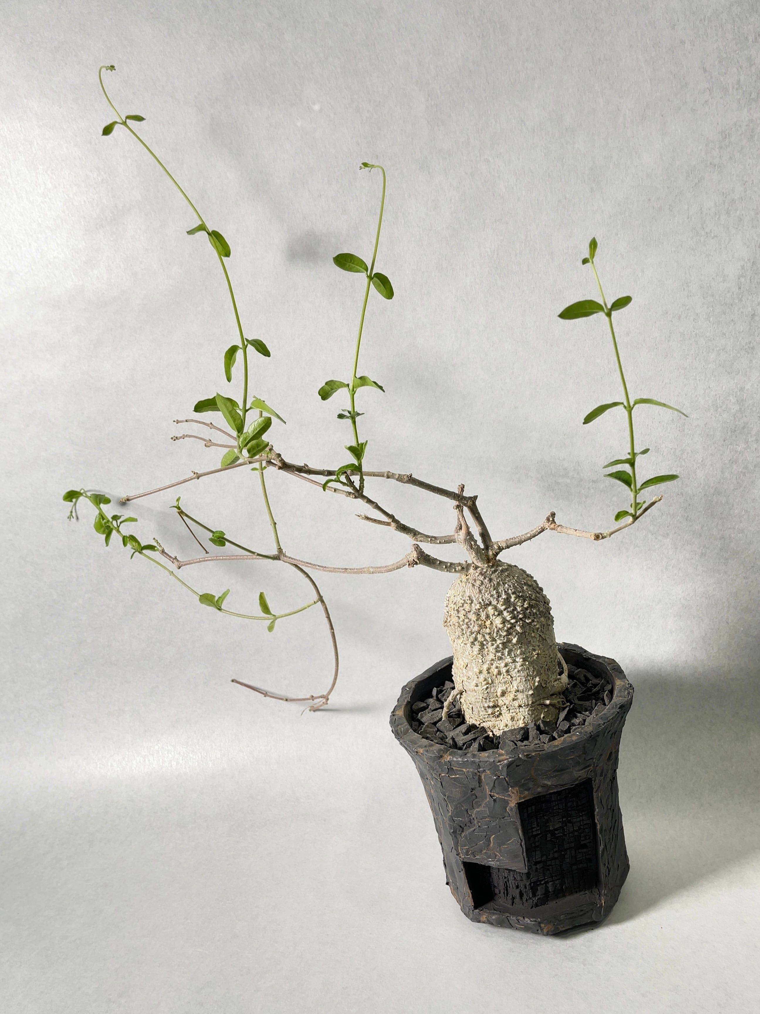 フォッケア・エデュリス | trigger