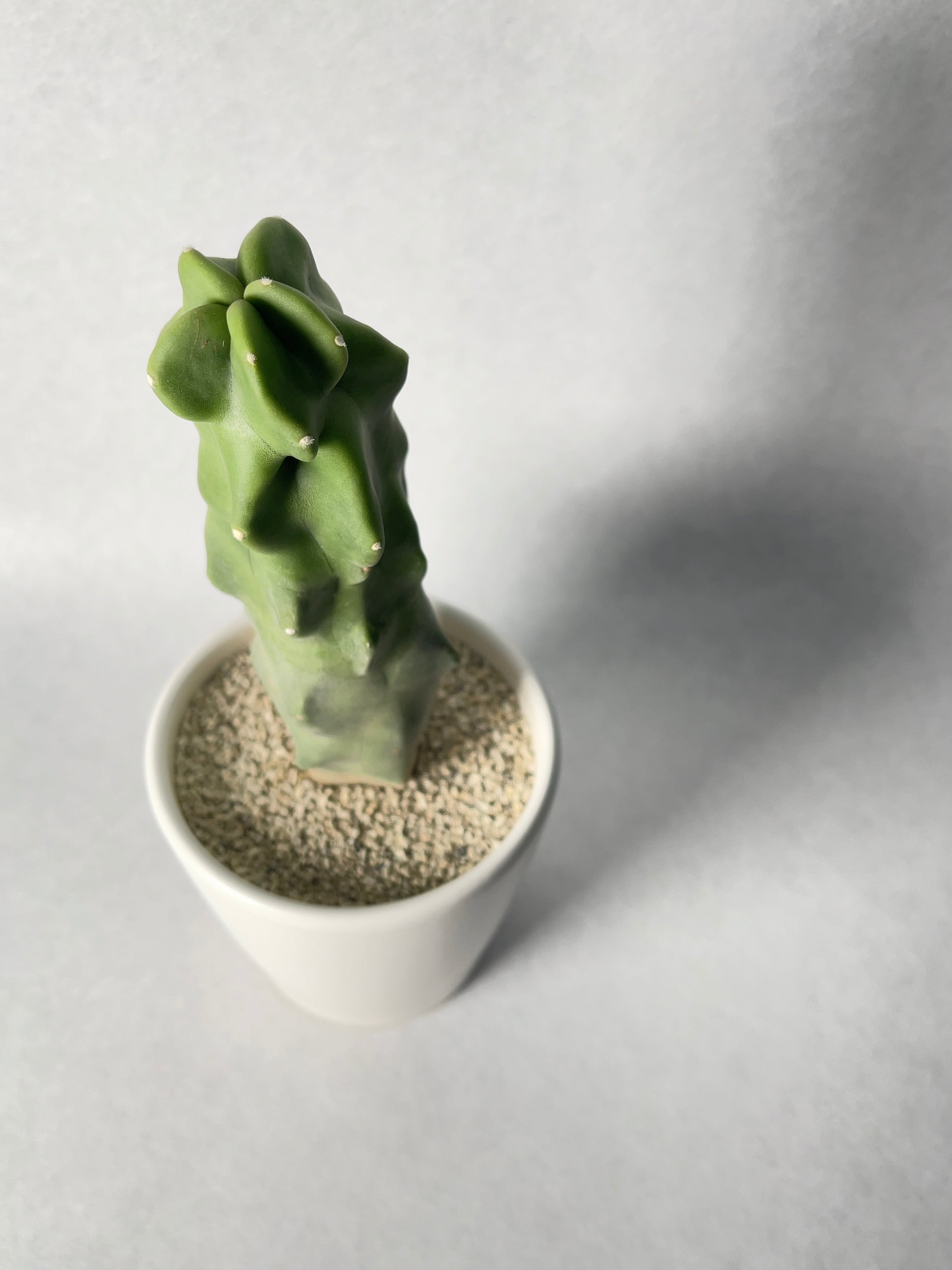 ロホセレウス・福禄寿 | trigger