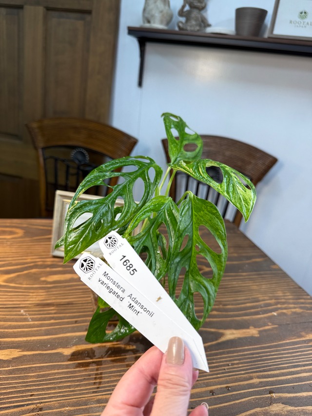 ★1685【爽やかな存在感】モンステラ　アダンソニーバリエガータ　ミント（口径８㎝ポット）