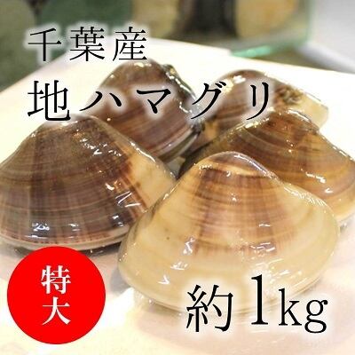 天然 地はまぐり 生(活け)特大サイズ(約100-120g/個)約1kg 千葉産 【地ハマ1K】 冷蔵 地ハマグリ 地蛤