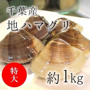 天然 地はまぐり 生（活け）特大サイズ（約100-120g/個）約1kg 千葉産 【地ハマ１Ｋ】 冷蔵 地ハマグリ 地蛤