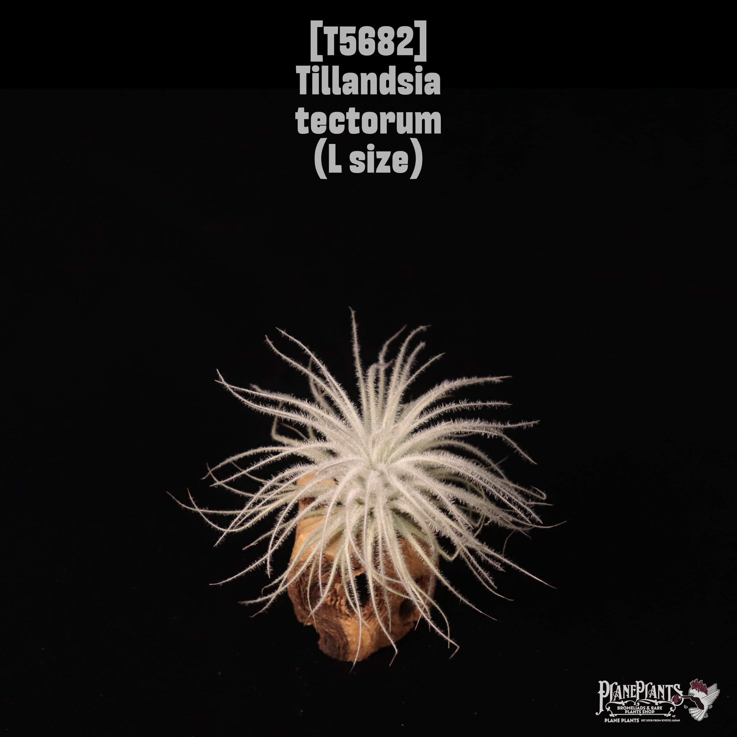 【送料無料】tectorum L〔エアプランツ〕現品発送T5682