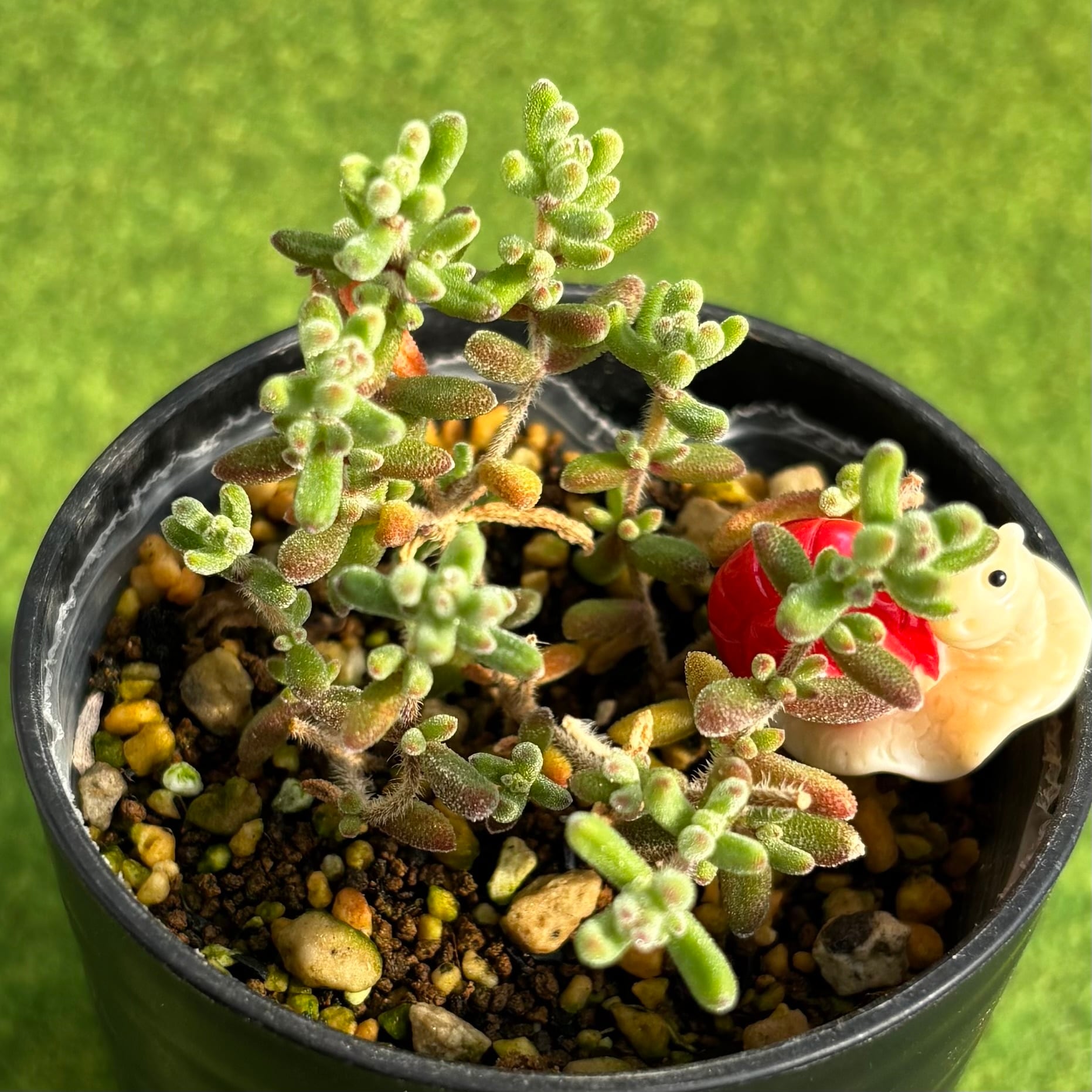 多肉植物 豆彦商店