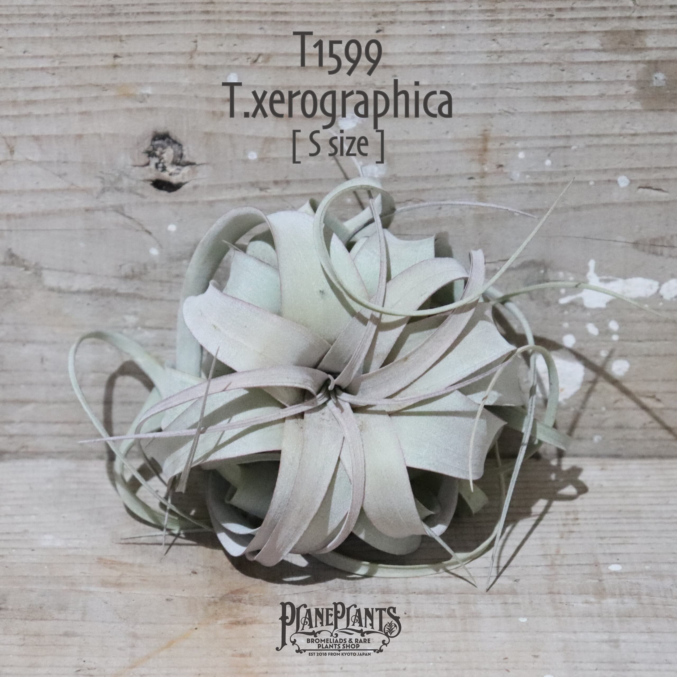 【送料無料】キセログラフィカ S〔エアプランツ〕現品発送T1599