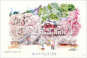 いわきひとまち百景ポストカード：諏訪神社のしだれ桜（小川）