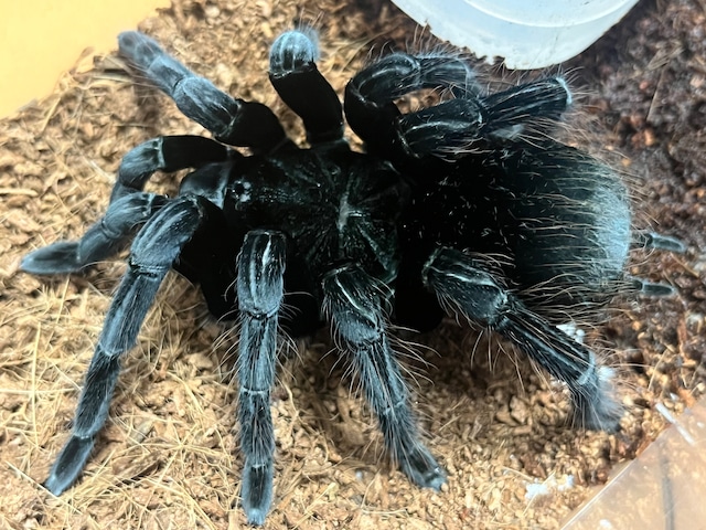 Pamphobeteus | オモニキチュウ 