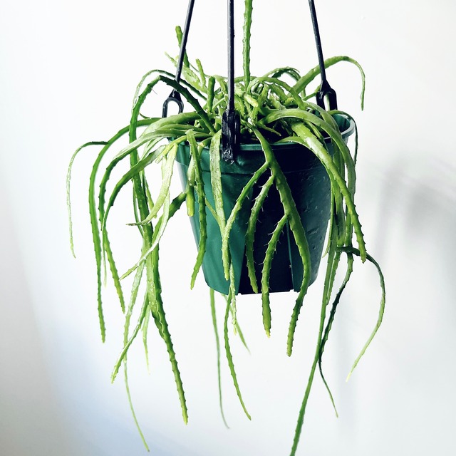 【希少】レピスミウム ボリビアナム 観葉植物 吊り下げ calm cafe