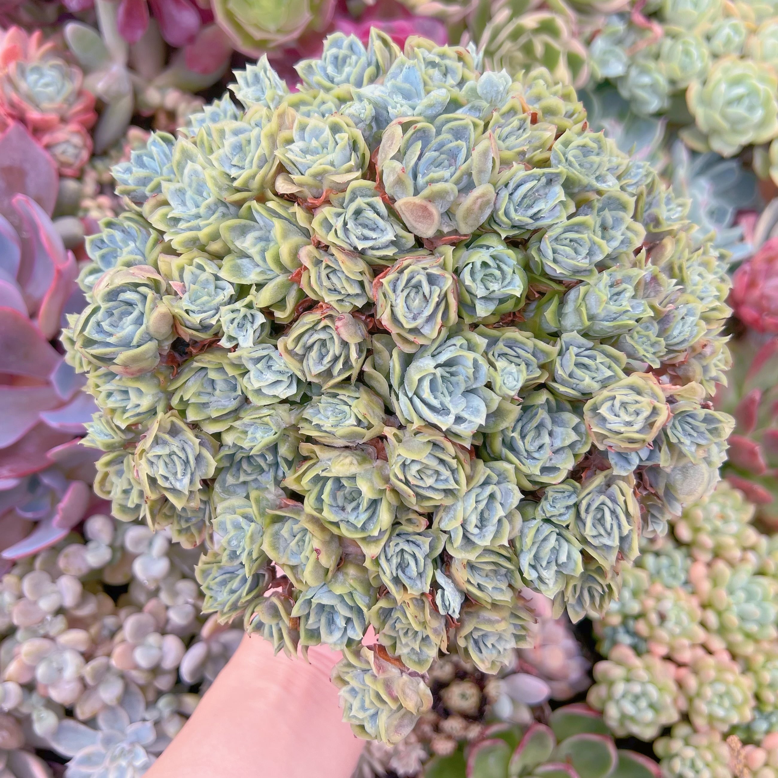 現品　氷梅錦#046　特大群生　るる農園