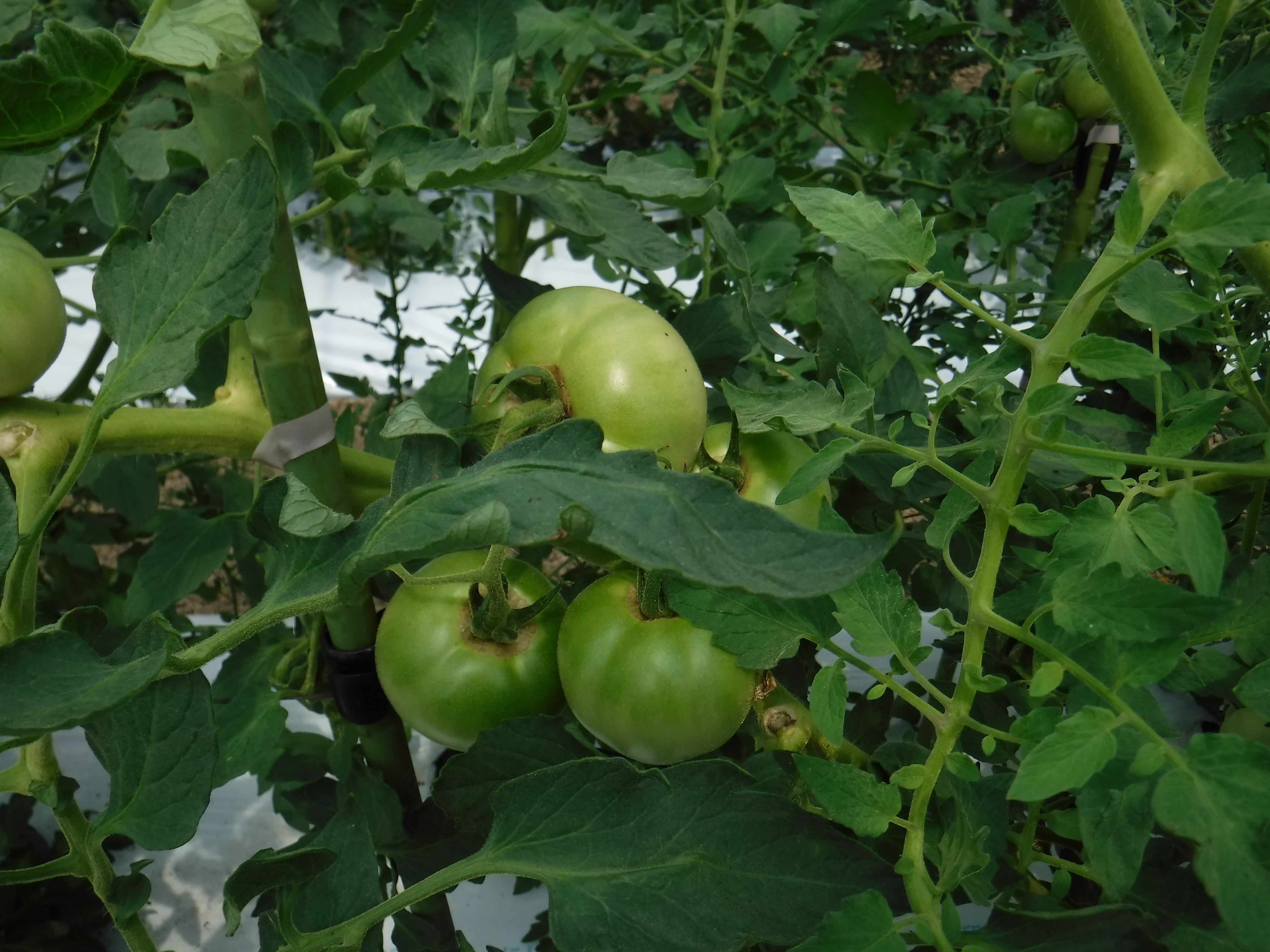 竹パウダー：発酵熟成竹：土壌改良材・家庭菜園：50ℓ | 竹の粉