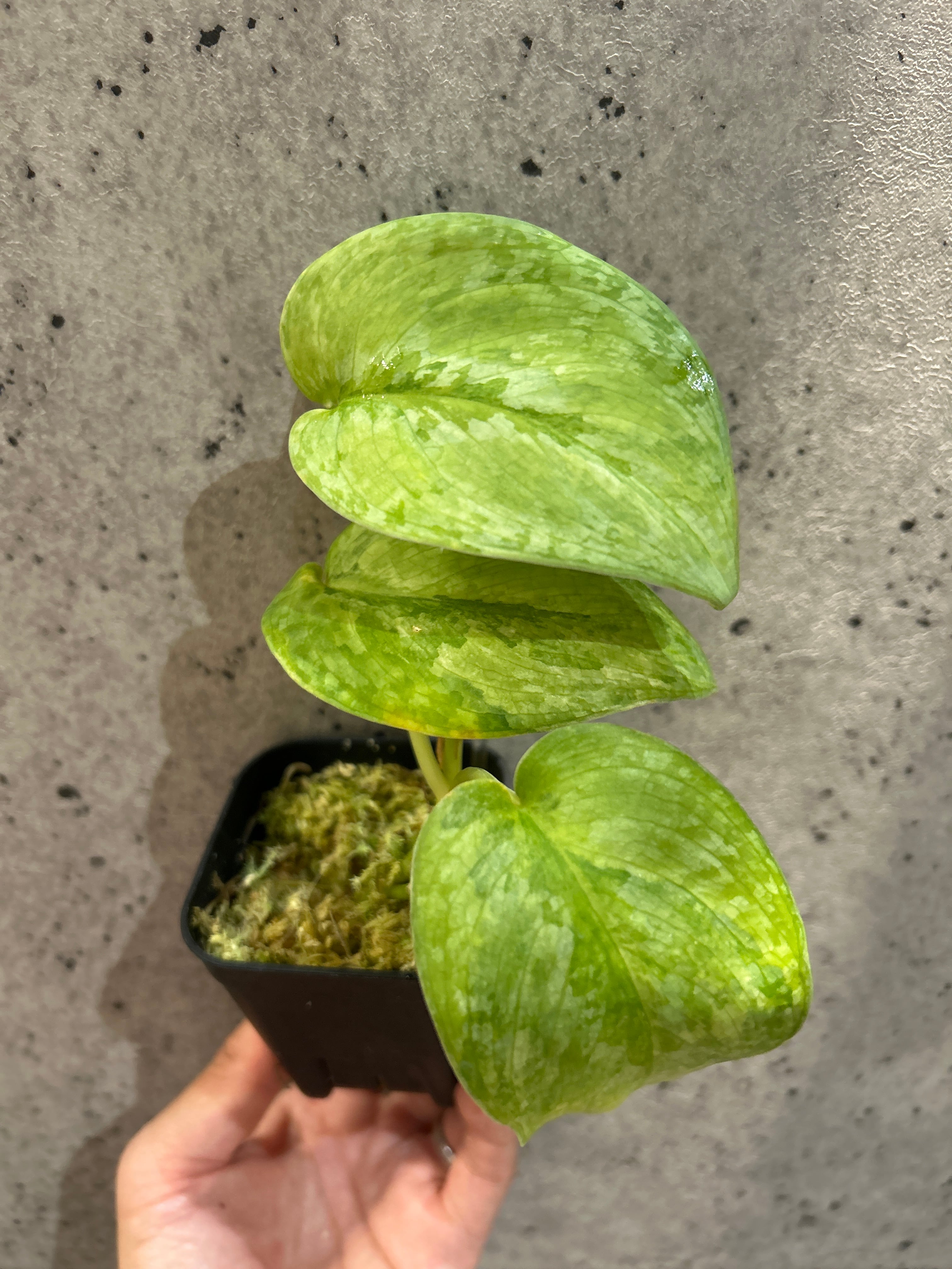 ホヤ AH-035 | MIDORIYA 観葉植物専門店