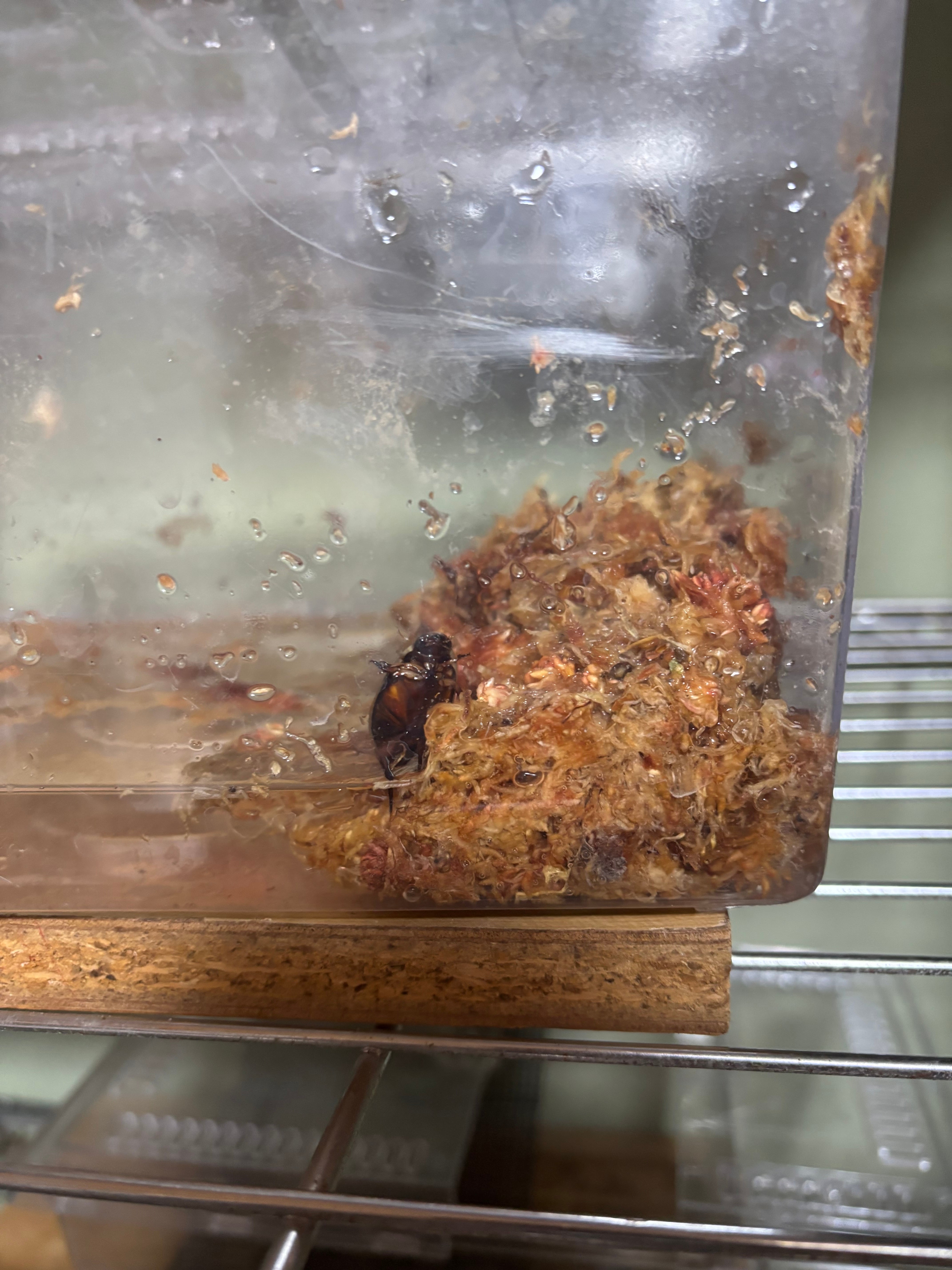 キバラコガタノゲンゴロウ　コガタノゲンゴロウ変異個体 キバラコガタノゲンゴロウ : 海を歩くゲンゴロウ