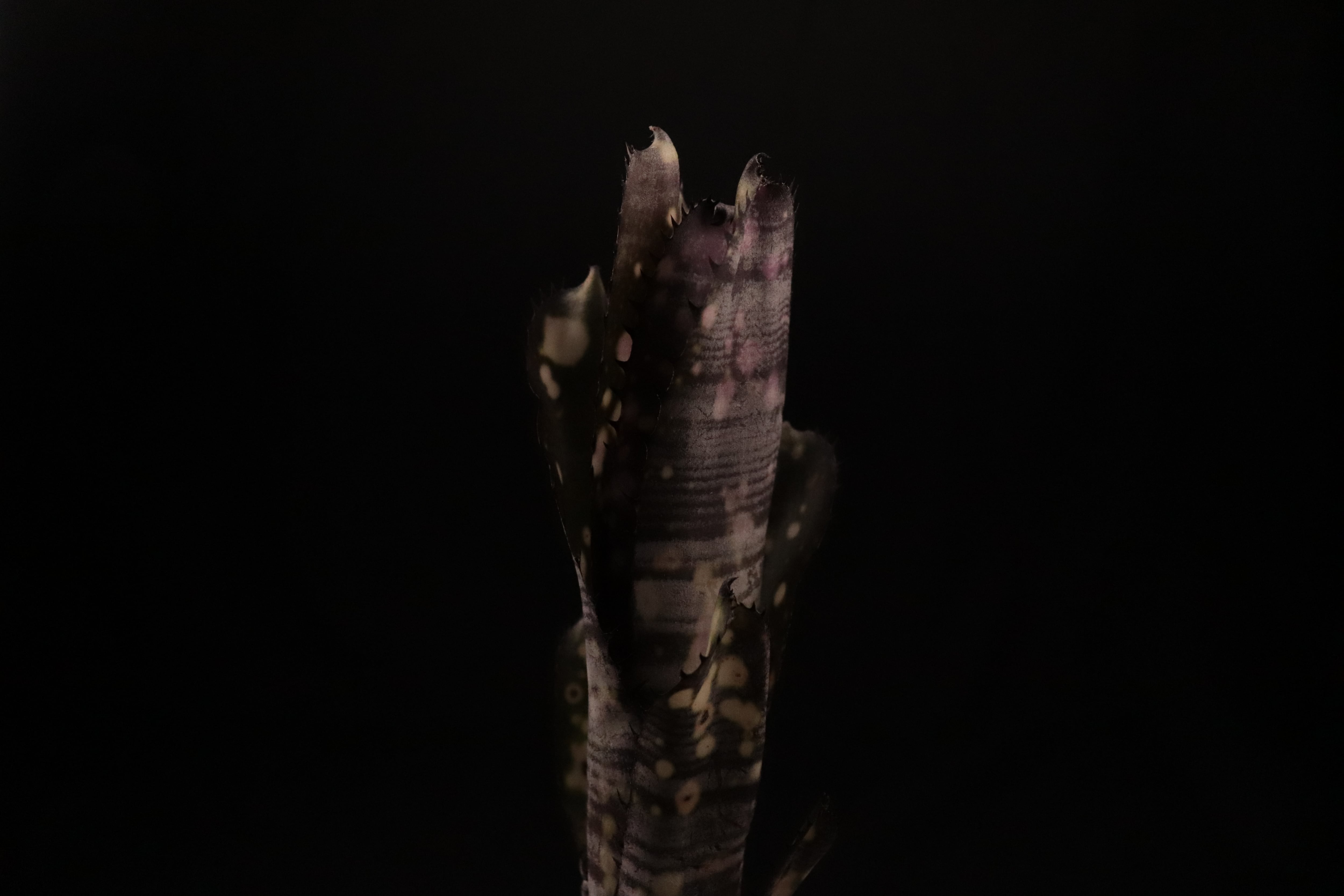 reserved】Billbergia 'Kolan Purple Piranha'〔ビルベルギア〕現品