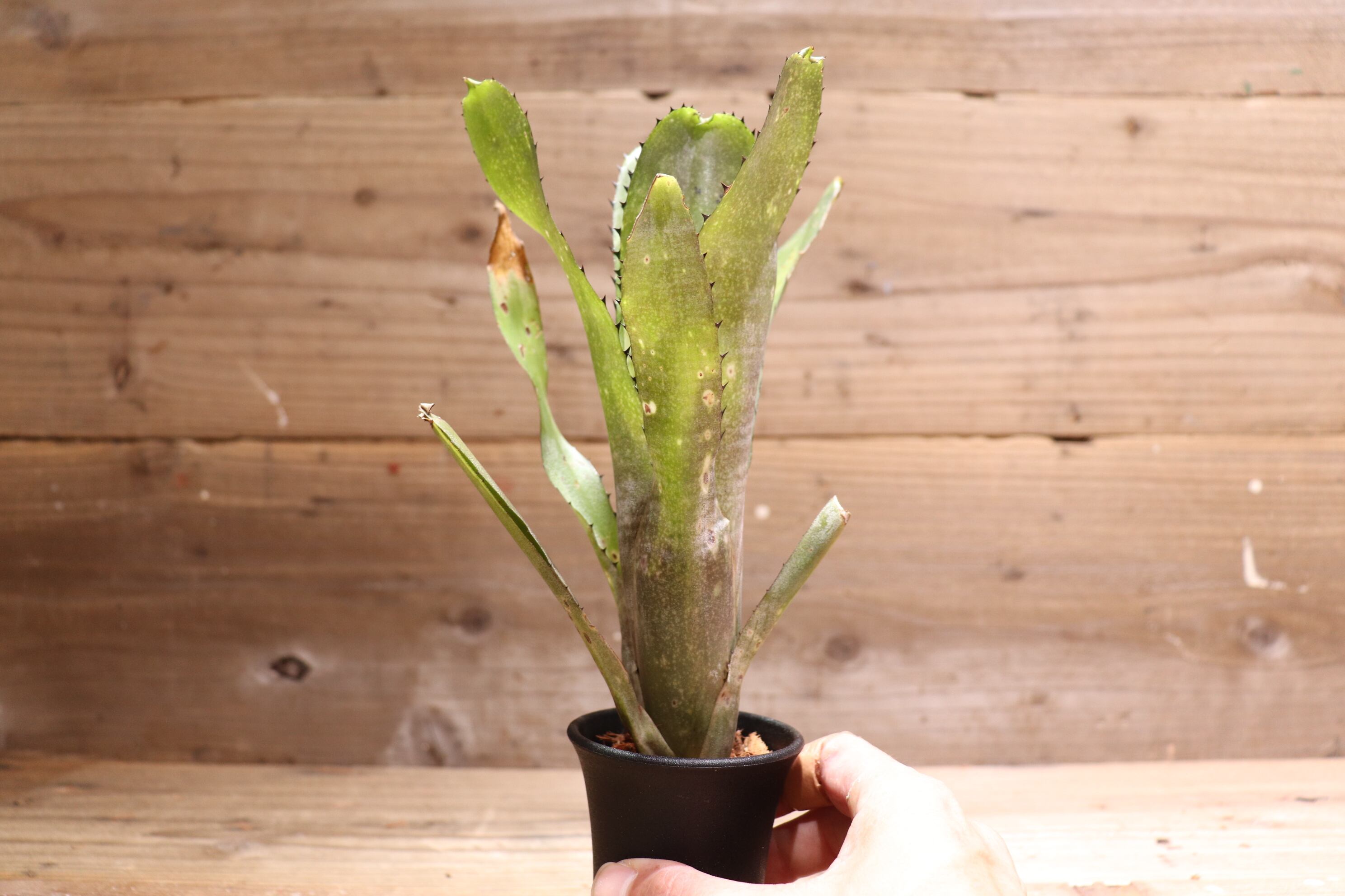 送料無料】 Billbergia 'Kahakai'〔ビルベルギア〕現品発送B0033