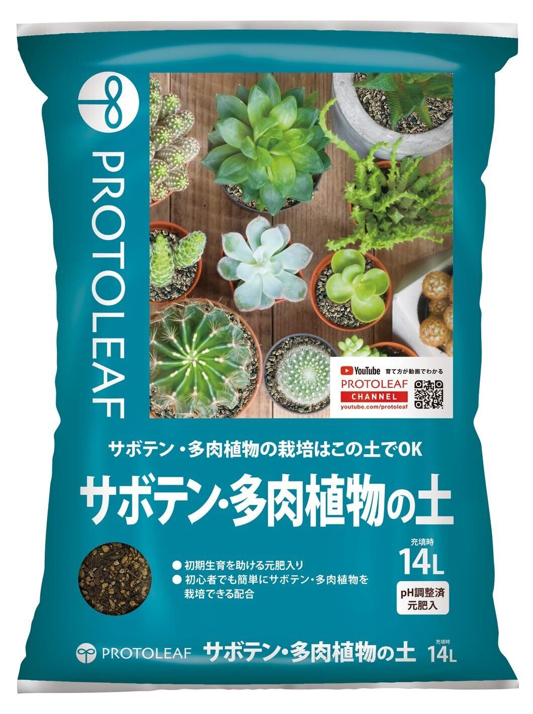 多肉植物 大苗 太幹 ピンクウィッチ 多頭 アエオニウム 美苗 #4 | PAY ID