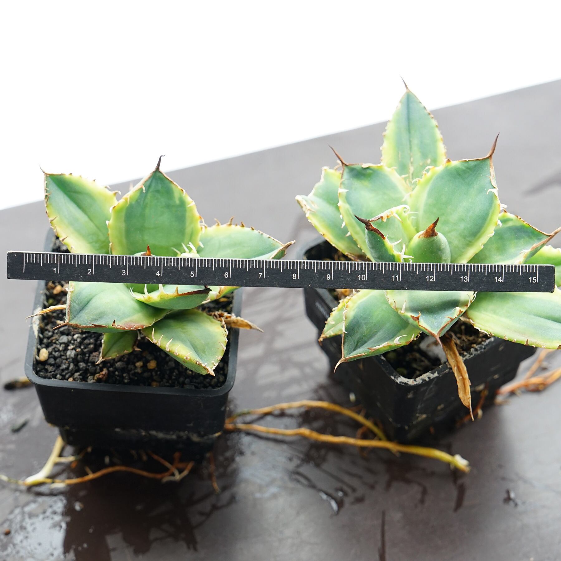 【激締親株出品】アガベ　チタノタ　激締まり低重心　ボール株 アガベ チタノタ ドワーフ / 姫厳竜 