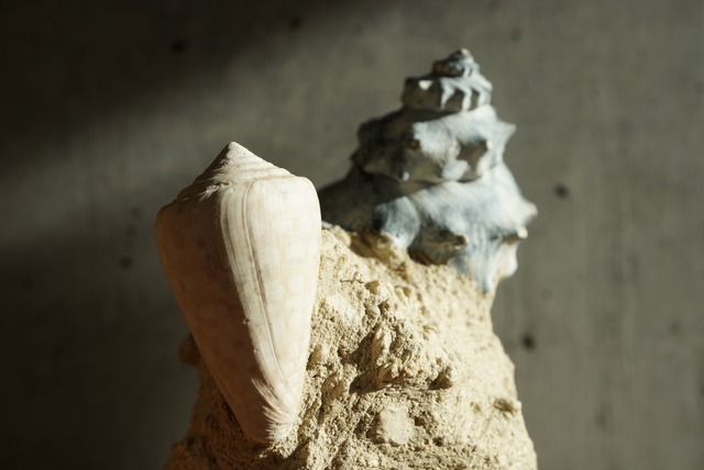 フランス産巻貝化石 Gastropod Fossil 1446