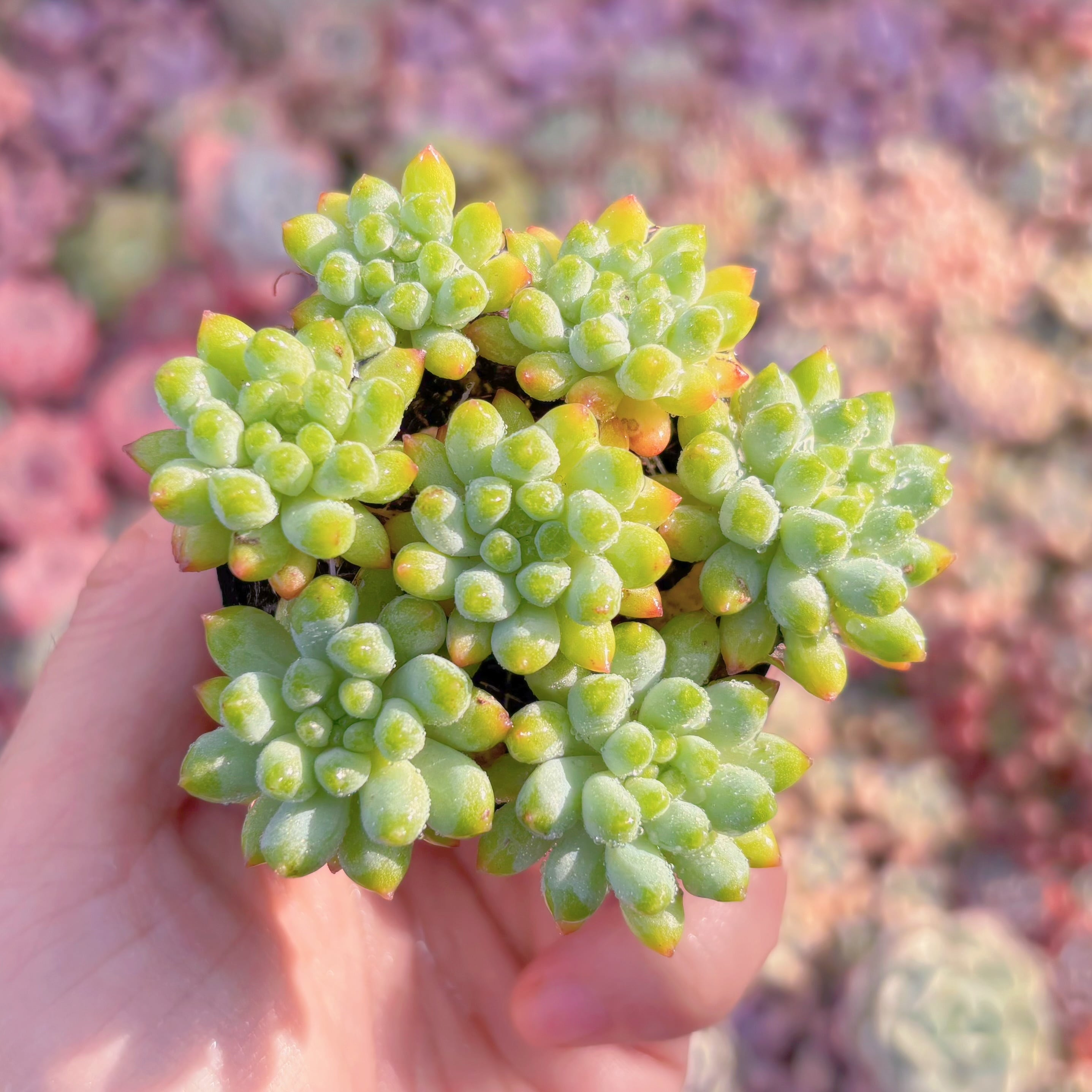 現品　花火#931　群生　るる農園