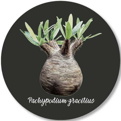 パキポディウムグラキリスステッカー / r   ’     植物とアートのお店