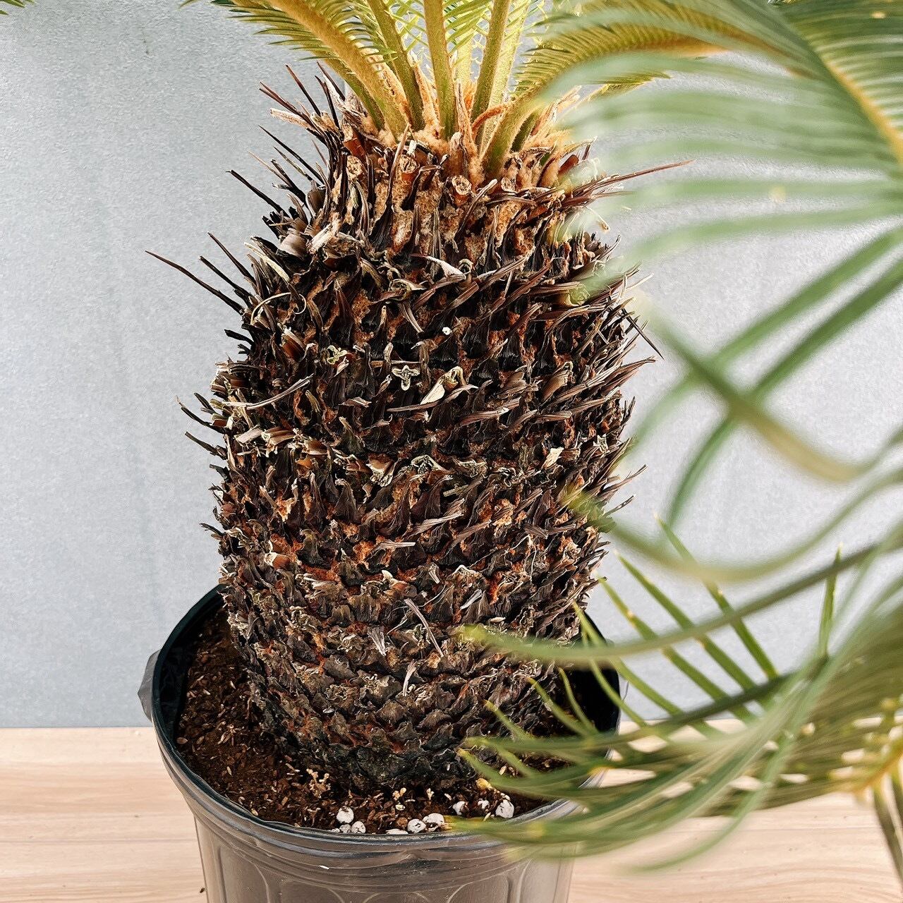 現品］☆おすすめ☆ A1 ソテツ 10号 観葉植物 大型 屋外 綺麗 幹太