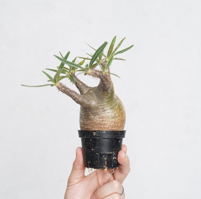 パキポディウム グラキリス no.4〈発根済み〉