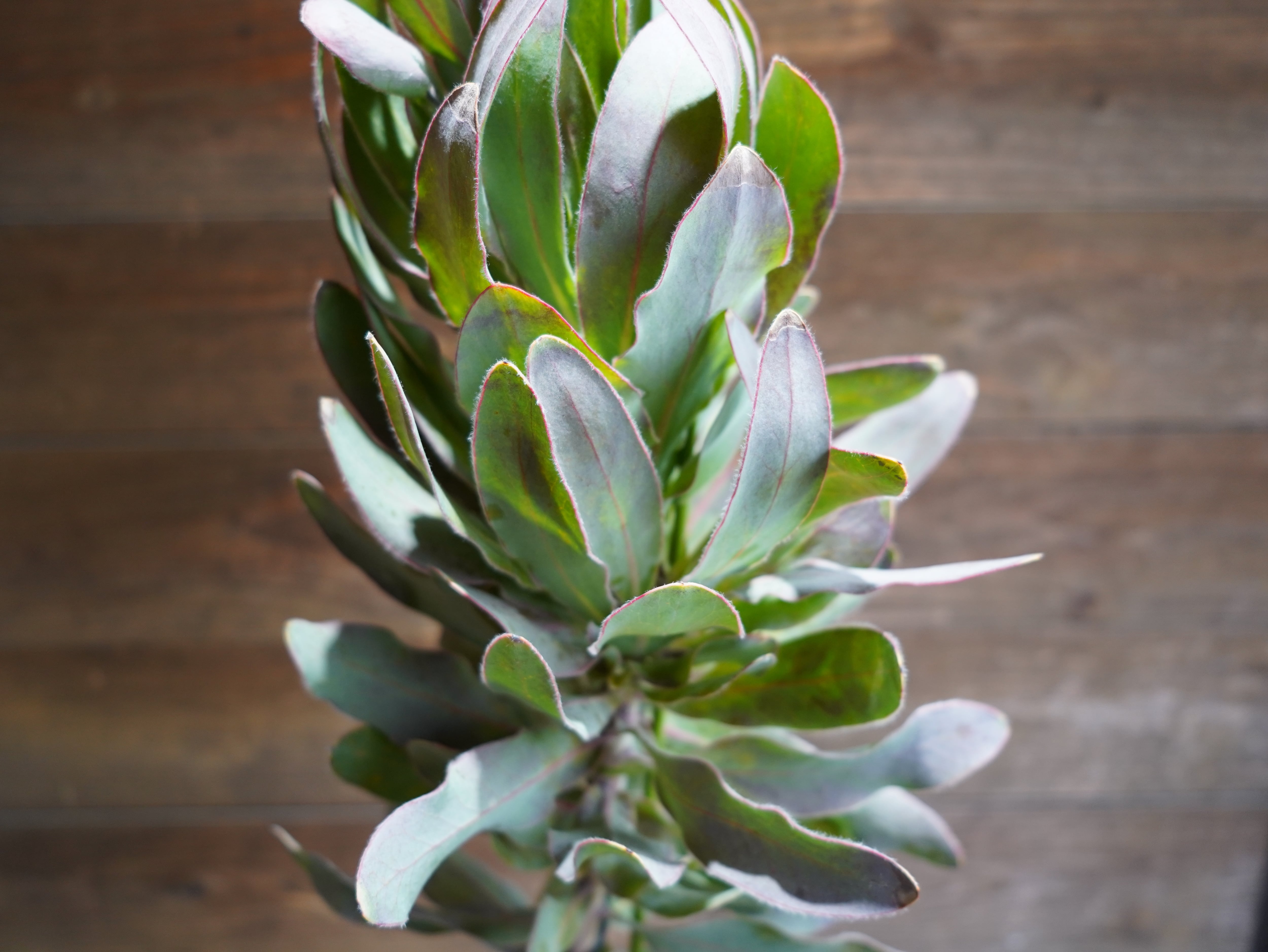 【現物】プロテア ”シルビア”　D