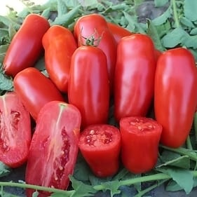 トマト | みらいのたね EnYuKan