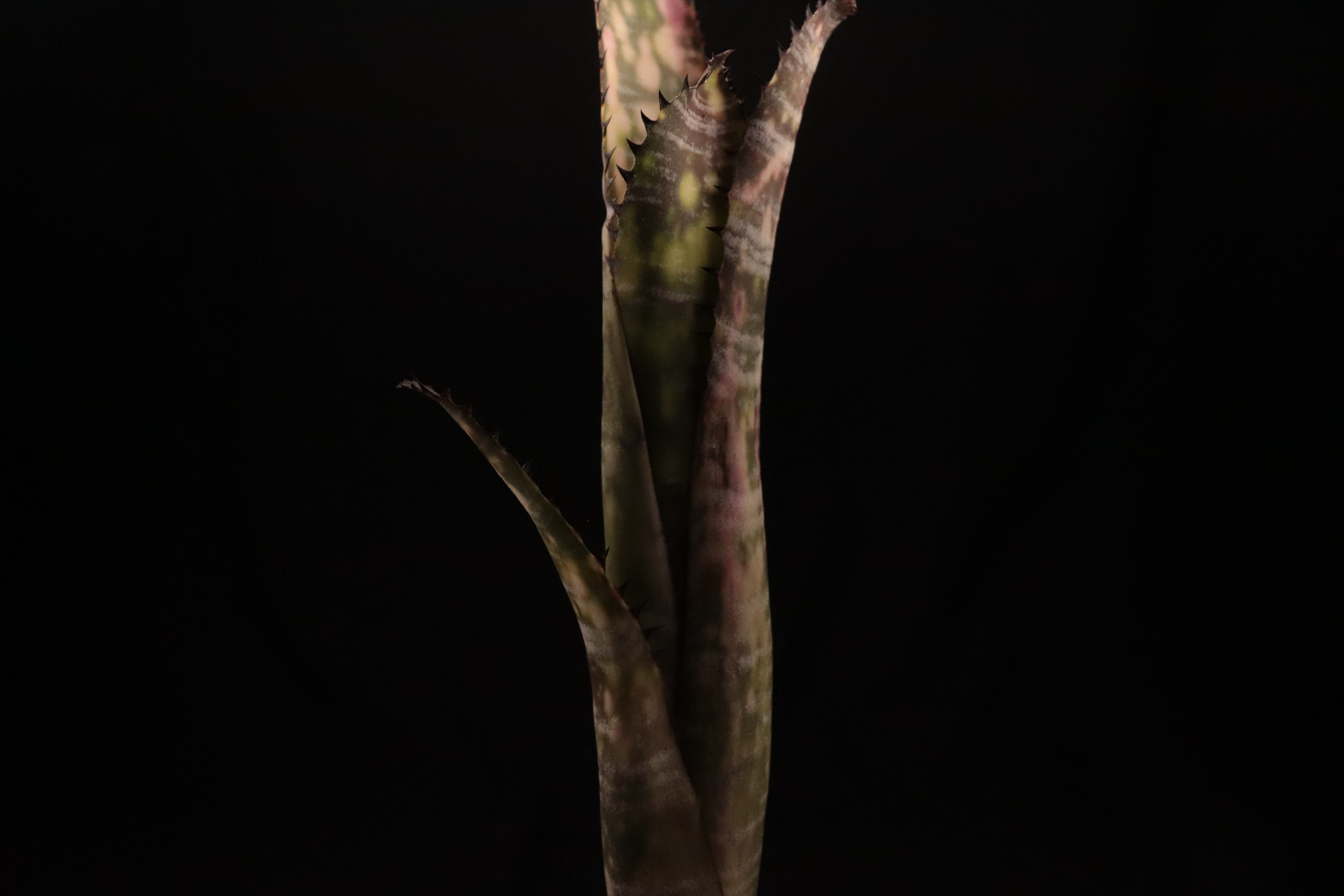 reserved】Billbergia 'Zipline'〔ビルベルギア〕現品発送B0177