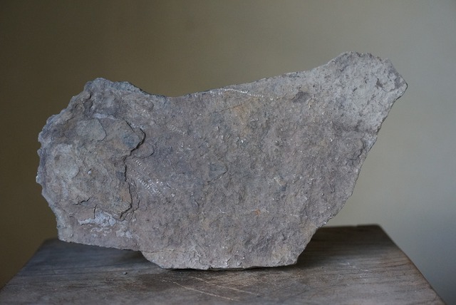 ウミユリ化石 Crinoid Fossil 3