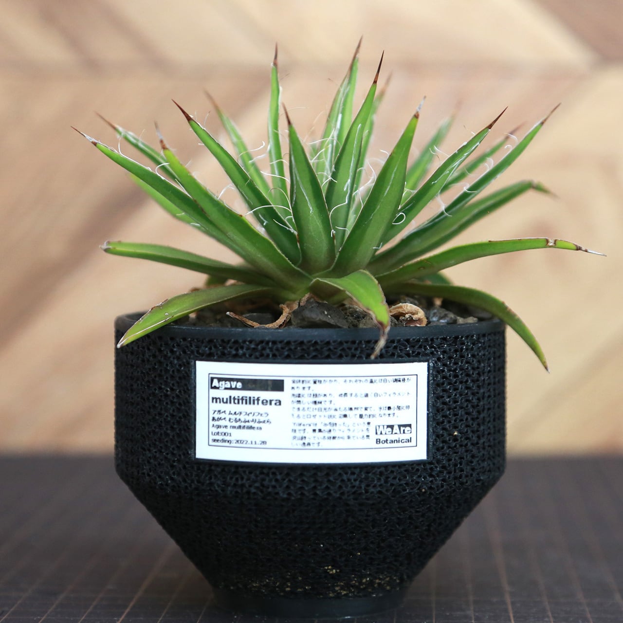 Agave multifilifera アガベ ムルチフィリフェラ(Lot.001