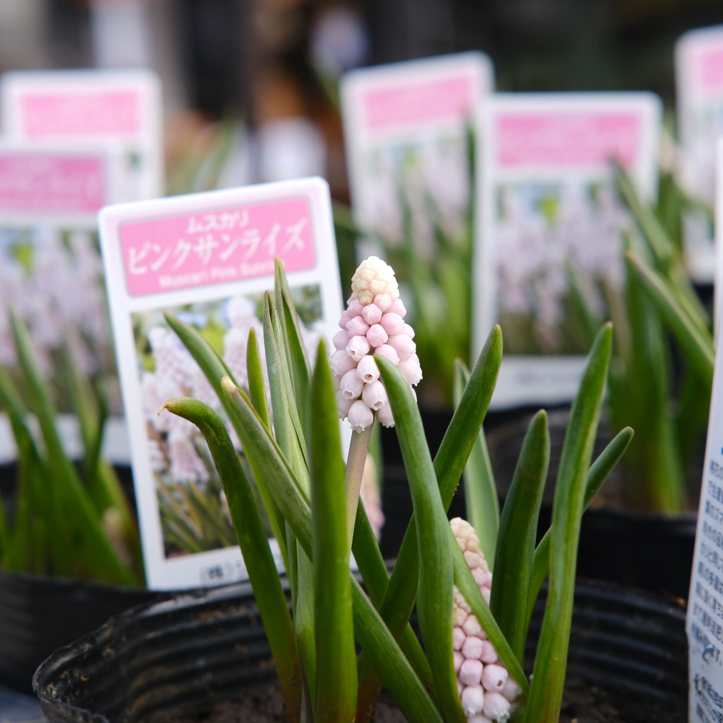 リフレ様　花苗　ピンク色／白色　450根　仕分け無し ムスカリ 《 ピンクサンライズ 》（植えっぱなし球根） | グリーン