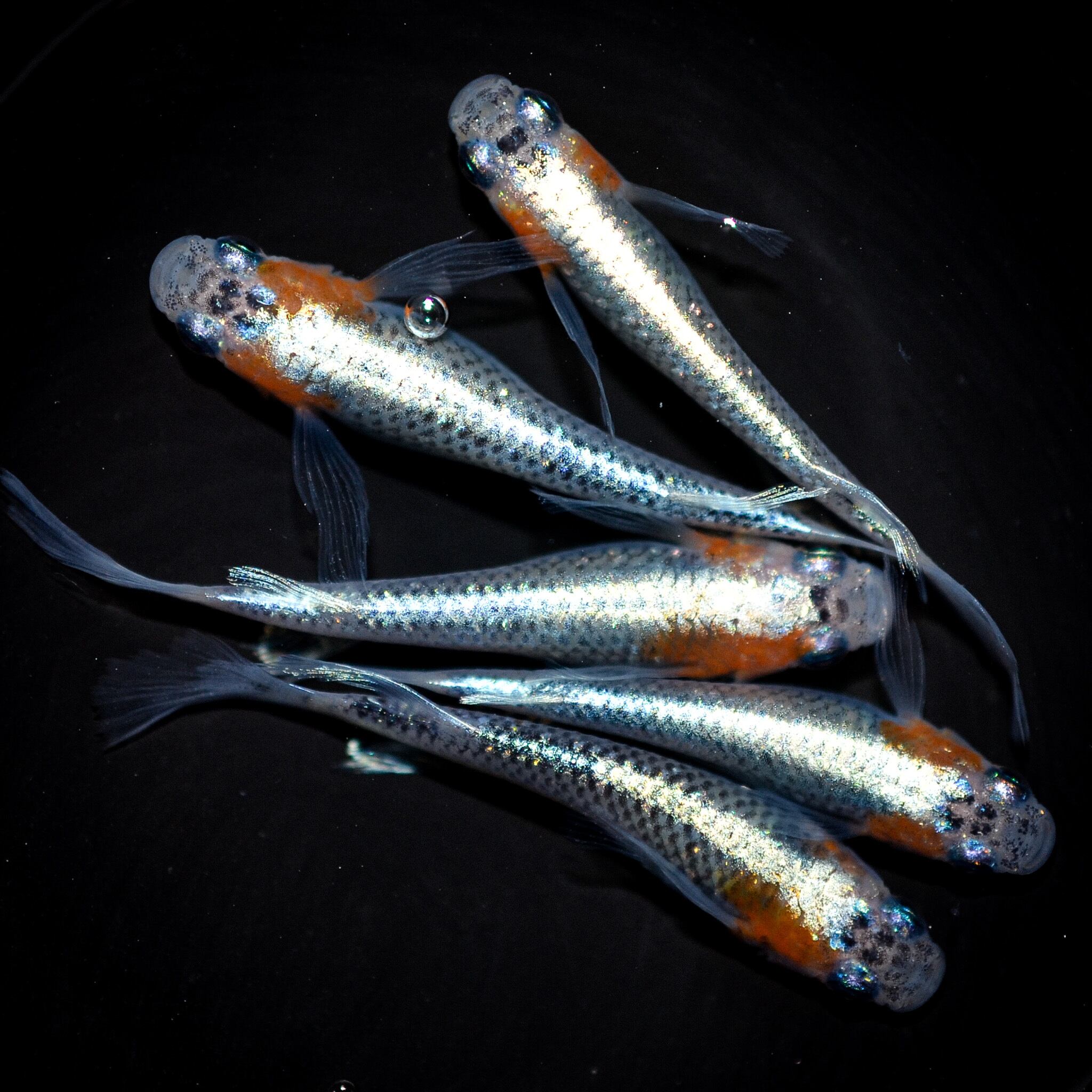 小町（白勝ち） オス3 メス2 (現物出品) ikahoff H-0915-407-a 2025年最新Yahoo!オークション -メダカ 三色 ラメ(魚類、水生生物)の