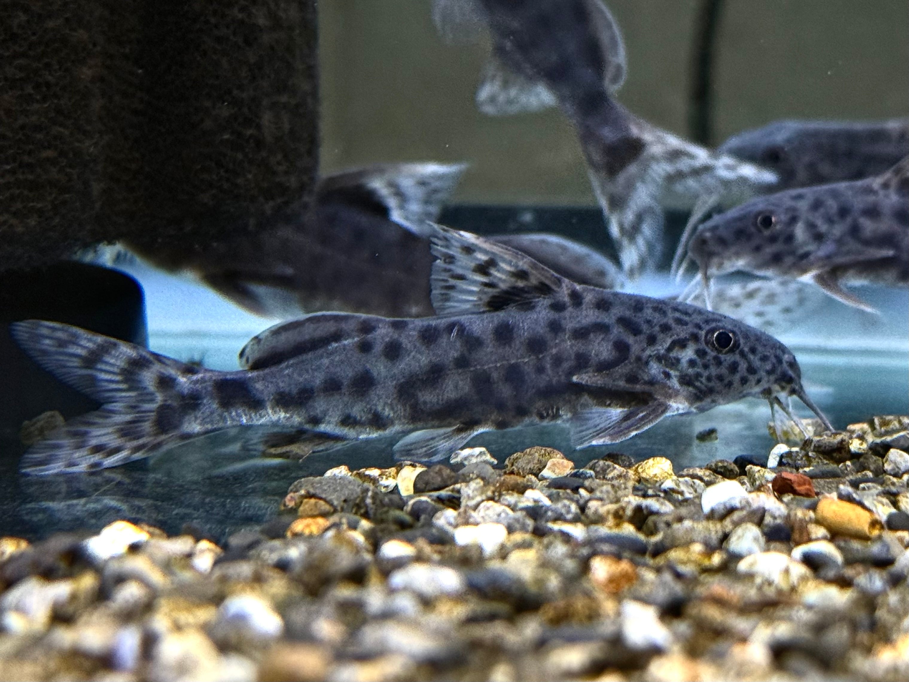 熱帯魚　シノドンティス　アルボリィニアータ　8〜8.5㎝　実寸　写真個体販売 淡水魚】シノドンティス カウダリス ワイルド【1匹 サンプル画像