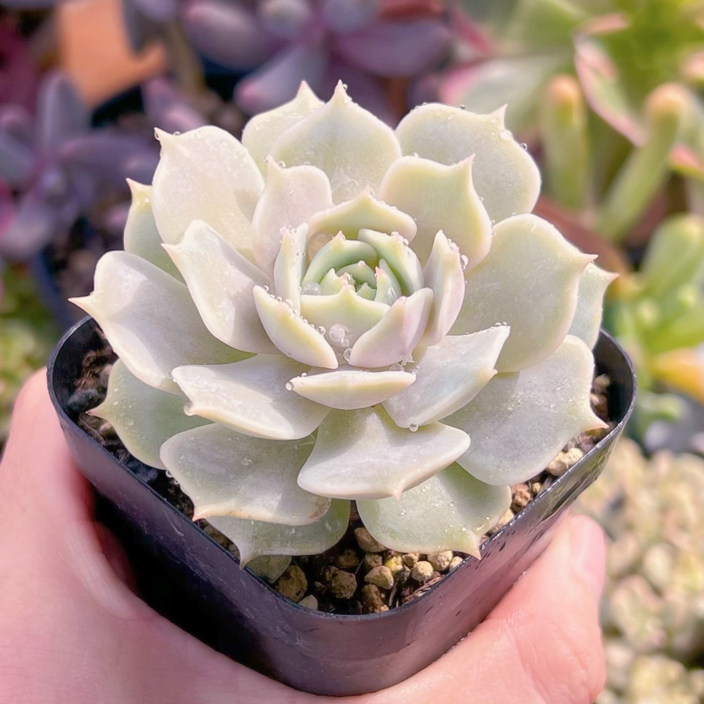 現品　ローラ#767    古株　るる農園