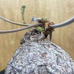 【ご予約の植物】