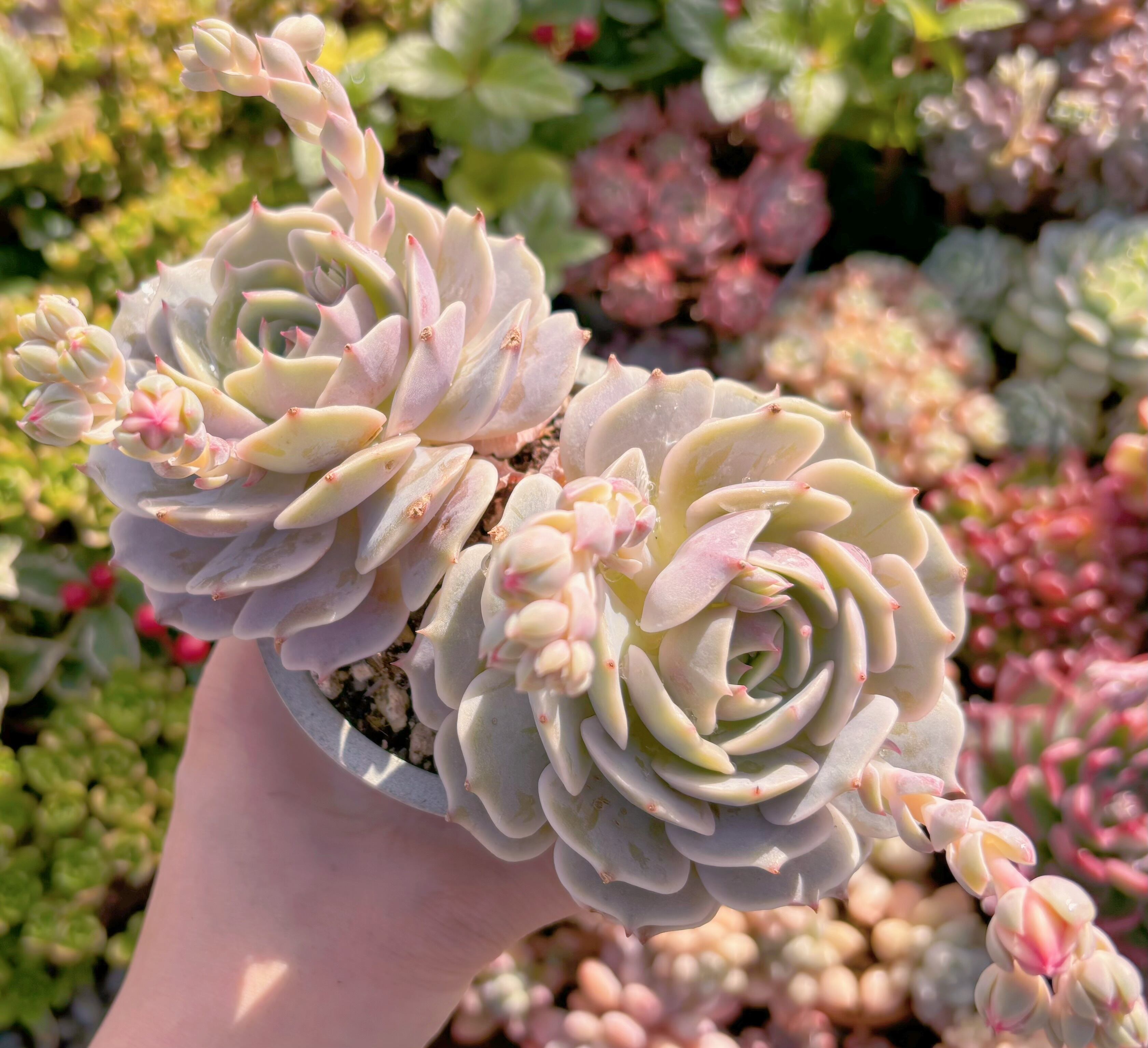 現品　ローラ#245　るる農園