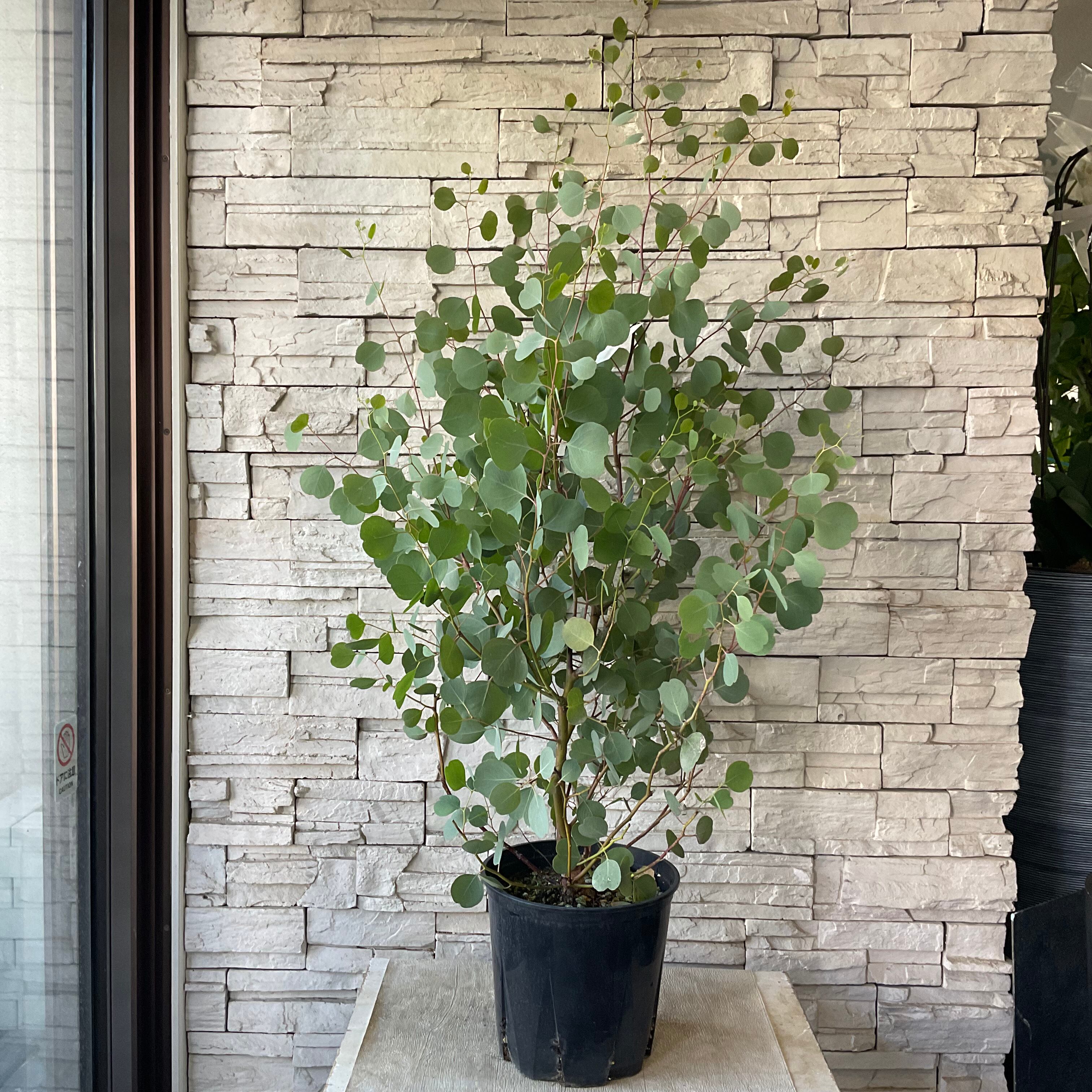 ユーカリ ポポラス 8寸鉢 橋本種苗園