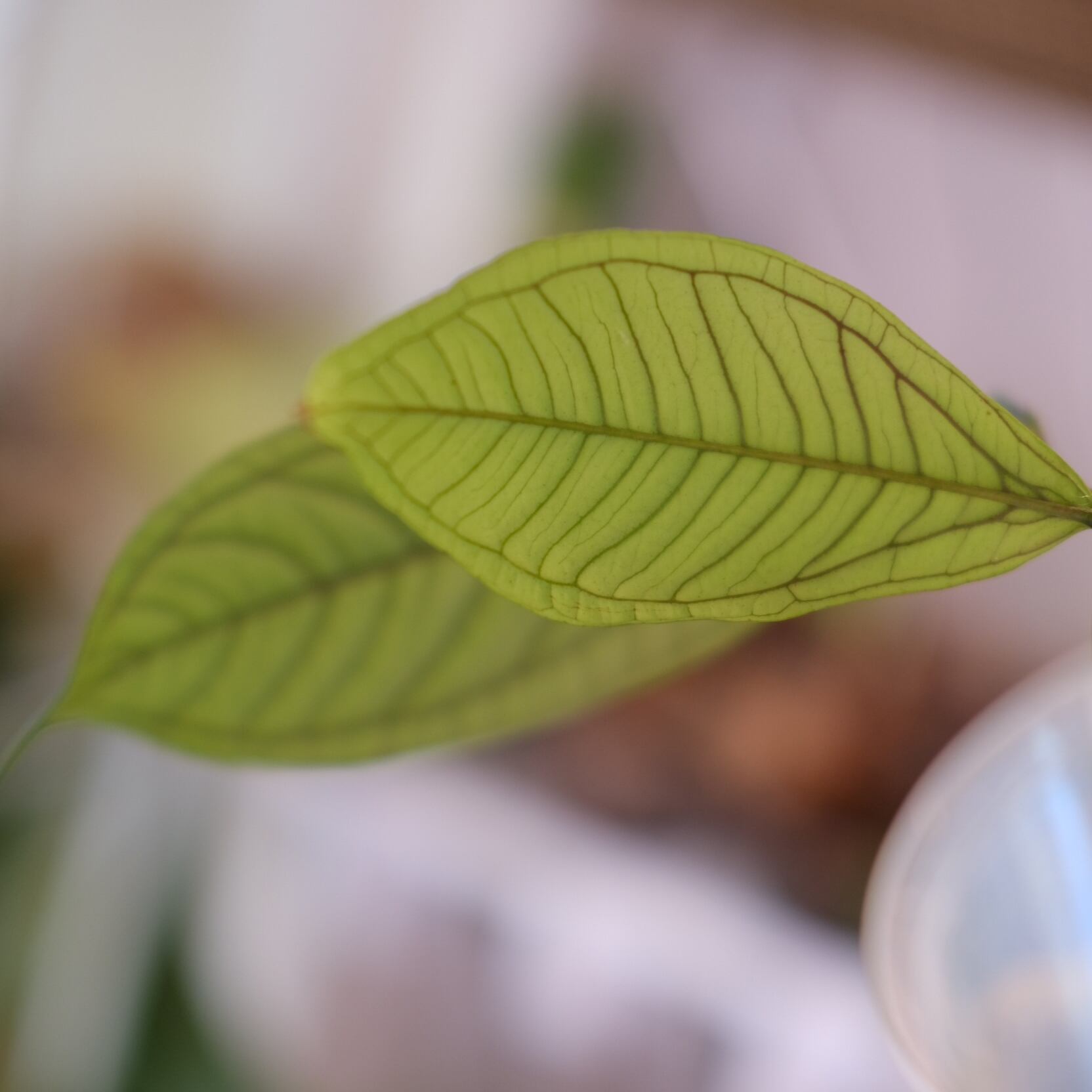 Syzygium jiewhoei｜シジギウム ジエホエイ②｜希少フトモモ科植物