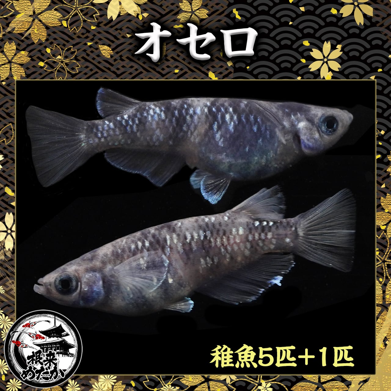 今月の目玉商品【5匹＋補償1匹】オセロ　　夢中めだか様直系 （無選別）