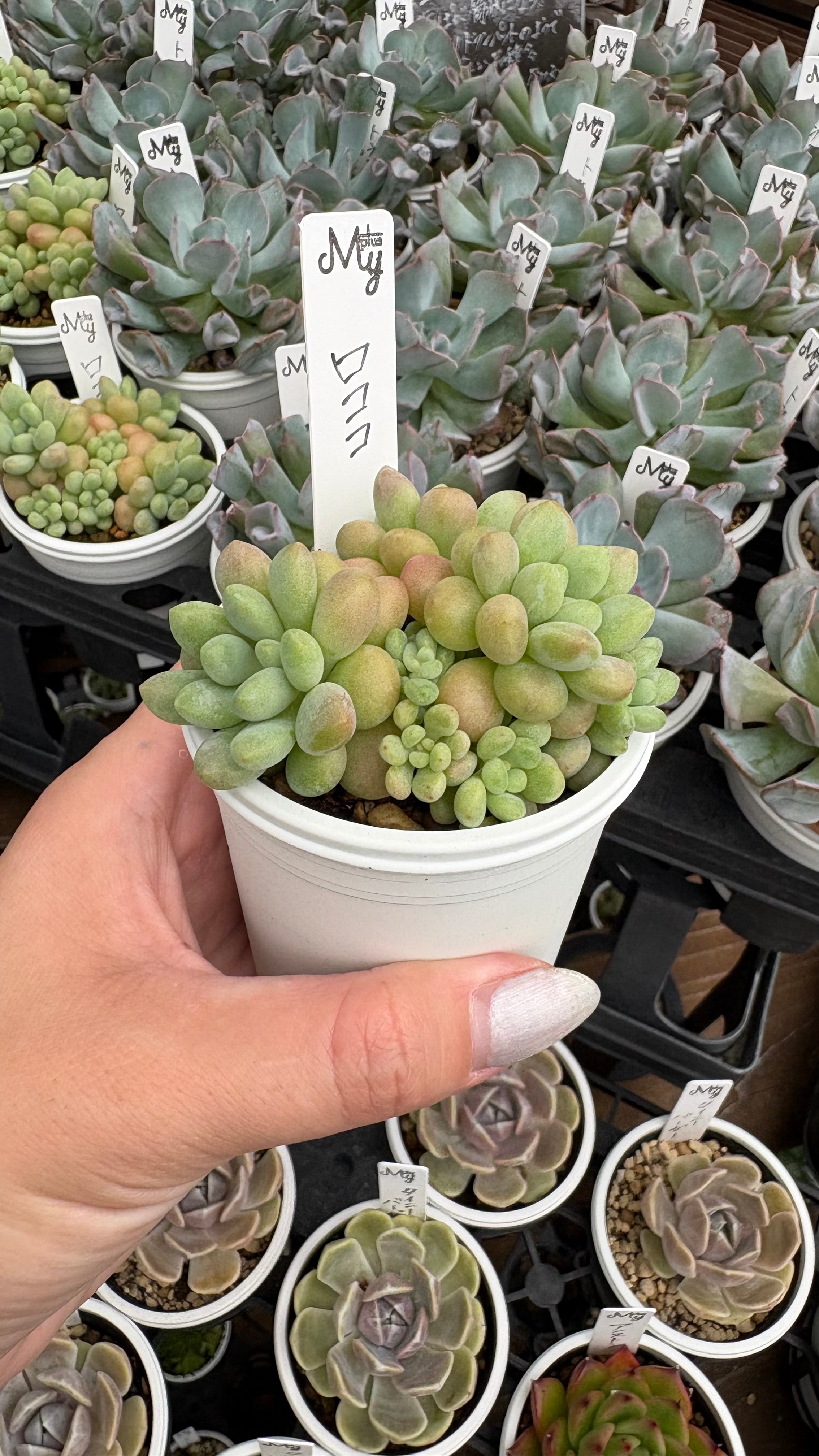 ロココ 多肉植物 エケベリア 安心の生産ポットそのまま販売（8個選ん